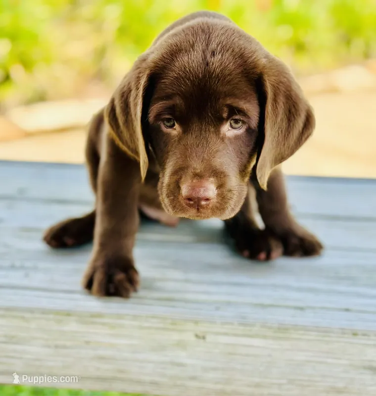 Tank  – Labrador Retriever puppy for sale in Manvel, TX