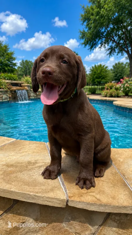Tank  – Labrador Retriever puppy for sale in Manvel, TX