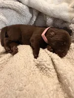 Pinky, a female Labrador Retriever for sale in Richmond, TX – Photo 2 of 2