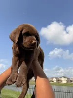 Tank , a male Labrador Retriever for sale in Manvel, TX – 7 of 8