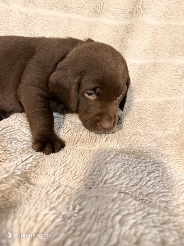 Arby – Labrador Retriever puppy for sale in Manvel, TX