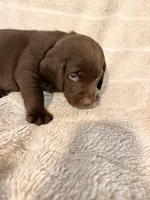 Arby, a male Labrador Retriever for sale in Manvel, TX – 1 of 6