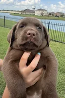 Tank , a male Labrador Retriever for sale in Manvel, TX – 3 of 8