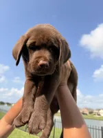 Tank , a male Labrador Retriever for sale in Manvel, TX – 1 of 8