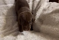 Arby, a male Labrador Retriever for sale in Richmond, TX – Photo 2 of 3