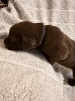 Arby, a male Labrador Retriever for sale in Richmond, TX – Photo 3 of 3