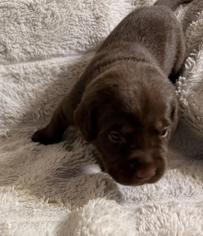 Arby – Labrador Retriever puppy for sale in Richmond, TX