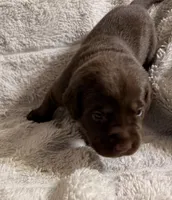 Arby, a male Labrador Retriever for sale in Richmond, TX – Photo 1 of 3