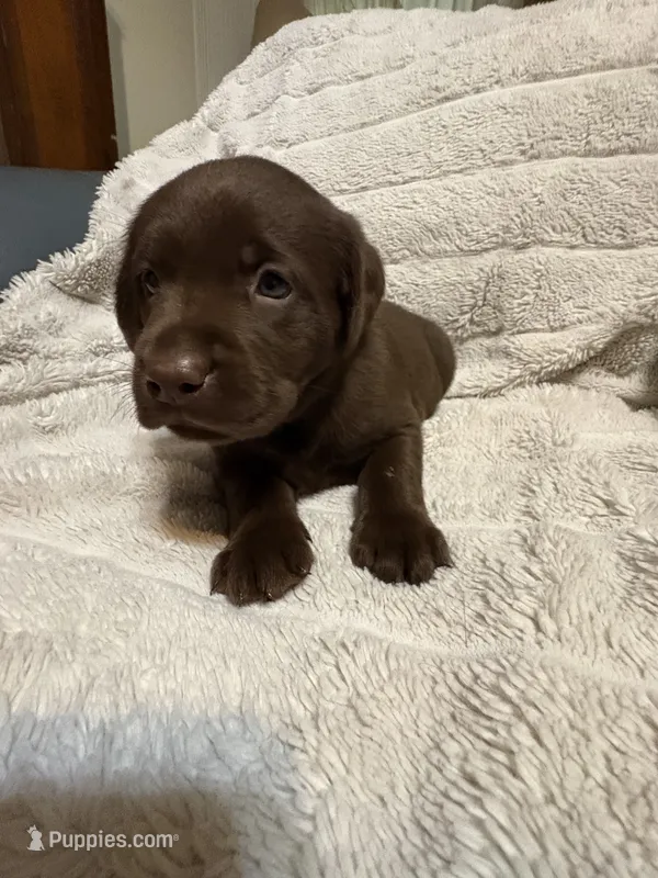 Honey  – Labrador Retriever puppy for sale in Manvel, TX