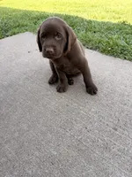 Tank , a male Labrador Retriever for sale in Manvel, TX – 2 of 8