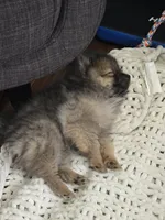 Ernie, a male Pomeranian for sale in Everett, WA – Photo 3 of 3