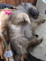 Ernie, a male Pomeranian for sale in Everett, WA – Photo 2 of 3