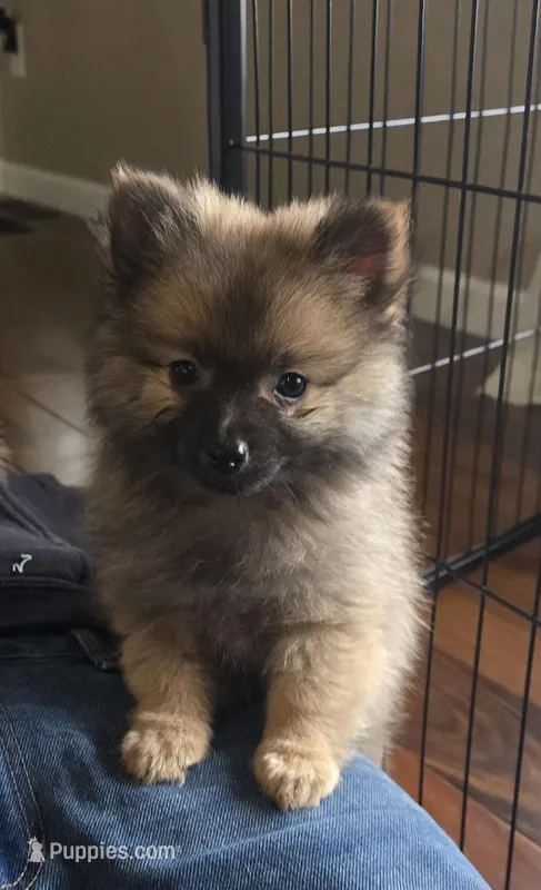 Ernie, a male Pomeranian for sale in Everett, WA – Photo 1 of 3