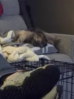 Dexter, a male Pomeranian for sale in Everett, WA – Photo 2 of 3