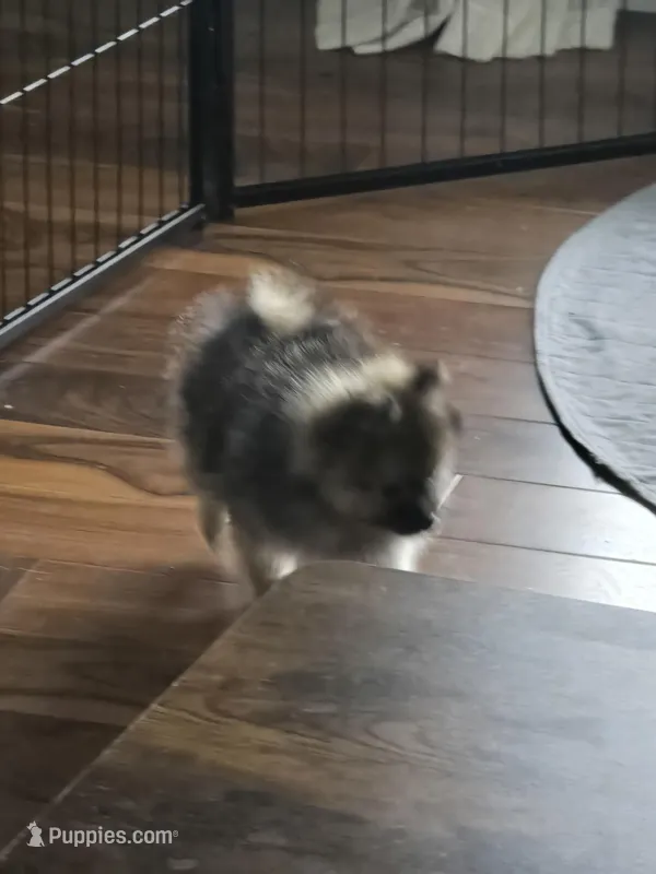 Dexter, a male Pomeranian for sale in Everett, WA – Photo 1 of 3