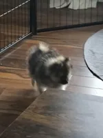 Dexter, a male Pomeranian for sale in Everett, WA – Photo 1 of 3