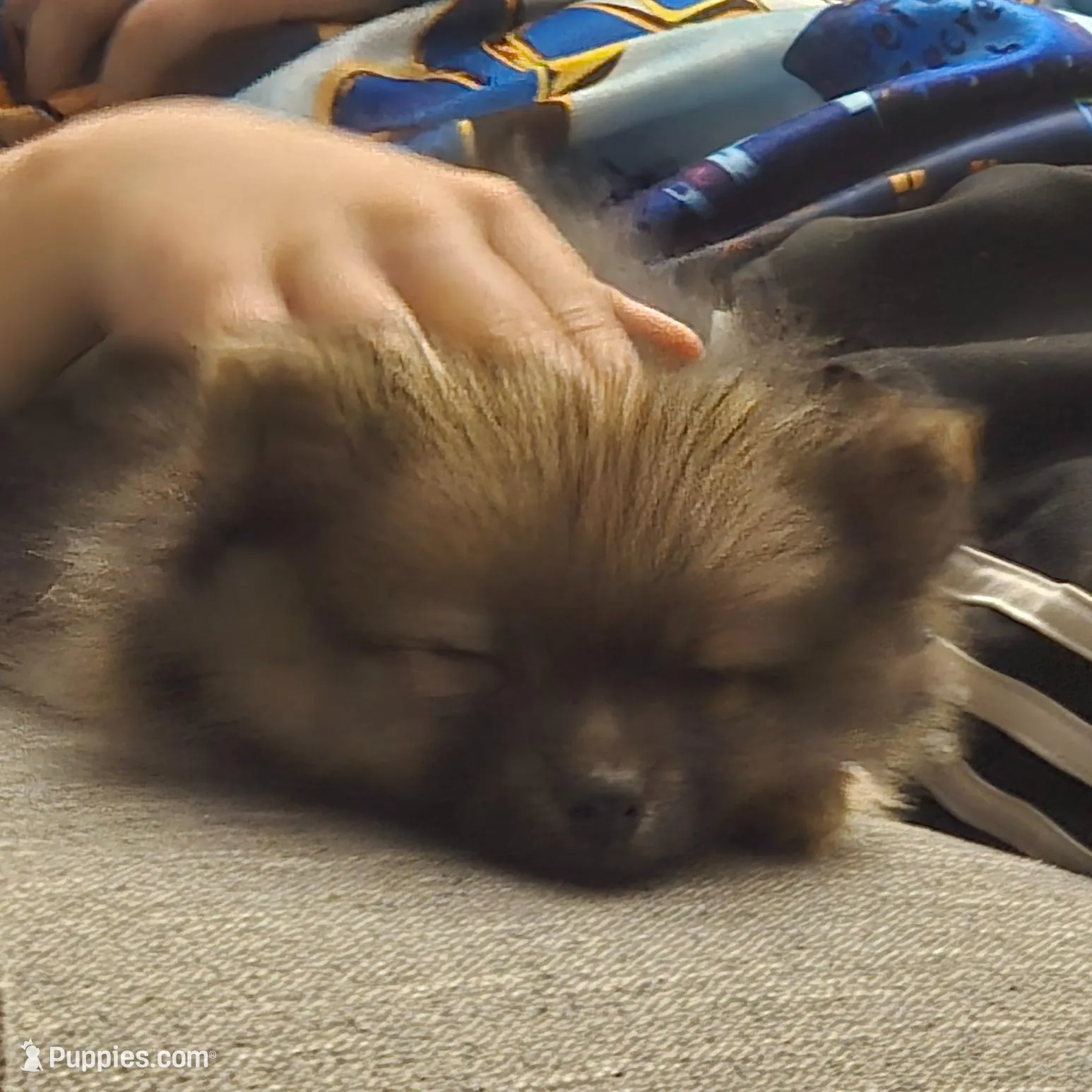 Dexter, a male Pomeranian for sale in Everett, WA – Photo 3 of 3