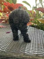 AKC Coal, a male Poodle - Toy  for sale in Bronx, NY – 5 of 10