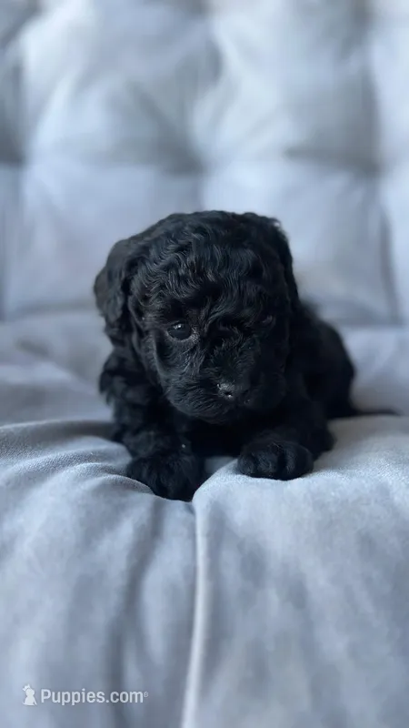 AKC Midnight – Poodle - Toy  puppy for sale in Bronx, NY