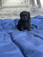 AKC Midnight, a male Poodle - Toy  for sale in Bronx, NY – Photo 4 of 10