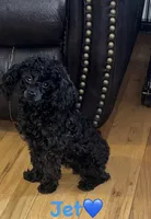 AKC Midnight, a male Poodle - Toy  for sale in Bronx, NY – Photo 7 of 9