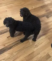 AKC Midnight, a male Poodle - Toy  for sale in Bronx, NY – Photo 9 of 9