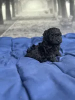 AKC Midnight, a male Poodle - Toy  for sale in Bronx, NY – Photo 2 of 10