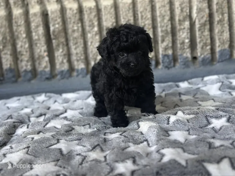 AKC Midnight – Poodle - Toy  puppy for sale in Bronx, NY