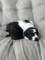 AKC Midnight, a male Poodle - Toy  for sale in Bronx, NY – Photo 4 of 9