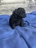 AKC Midnight, a male Poodle - Toy  for sale in Bronx, NY – Photo 3 of 10