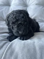 AKC Midnight, a male Poodle - Toy  for sale in Bronx, NY – Photo 5 of 9