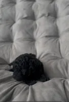 AKC Midnight, a male Poodle - Toy  for sale in Bronx, NY – Photo 3 of 9