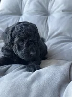 AKC Midnight, a male Poodle - Toy  for sale in Bronx, NY – Photo 6 of 9