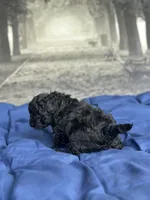 AKC Midnight, a male Poodle - Toy  for sale in Bronx, NY – Photo 5 of 10