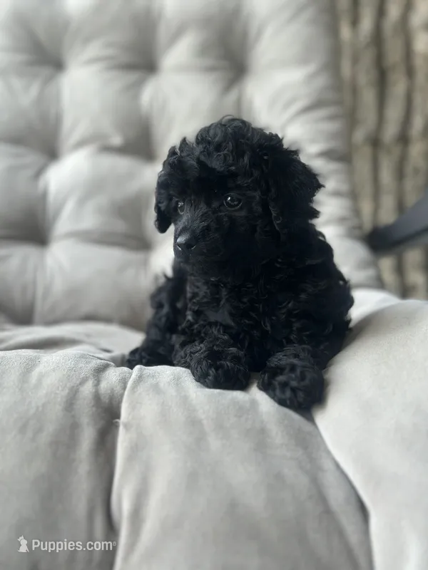 AKC Coal – Poodle - Toy  puppy for sale in Bronx, NY