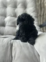 AKC Coal, a male Poodle - Toy  for sale in Bronx, NY – 1 of 10