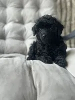 AKC Coal, a male Poodle - Toy  for sale in Bronx, NY – 2 of 10