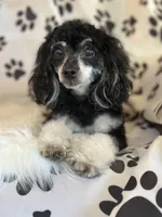 AKC Coal, a male Poodle - Toy  for sale in Bronx, NY – 7 of 10
