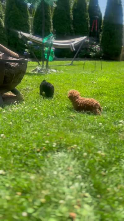 AKC Coal, a male Poodle - Toy  for sale in Bronx, NY – 10 of 10