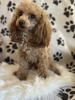AKC Coal, a male Poodle - Toy  for sale in Bronx, NY – 6 of 10