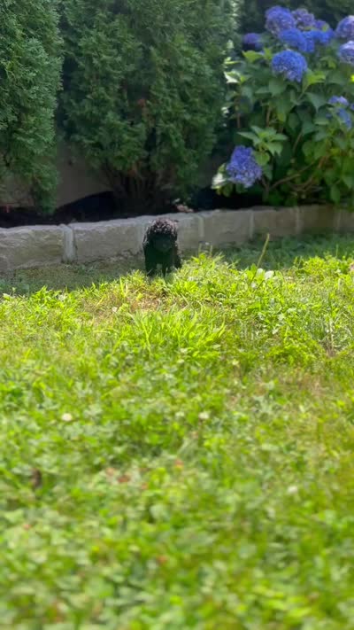 AKC Coal, a male Poodle - Toy  for sale in Bronx, NY – 9 of 10