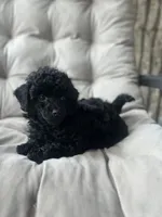 AKC Coal, a male Poodle - Toy  for sale in Bronx, NY – 3 of 10