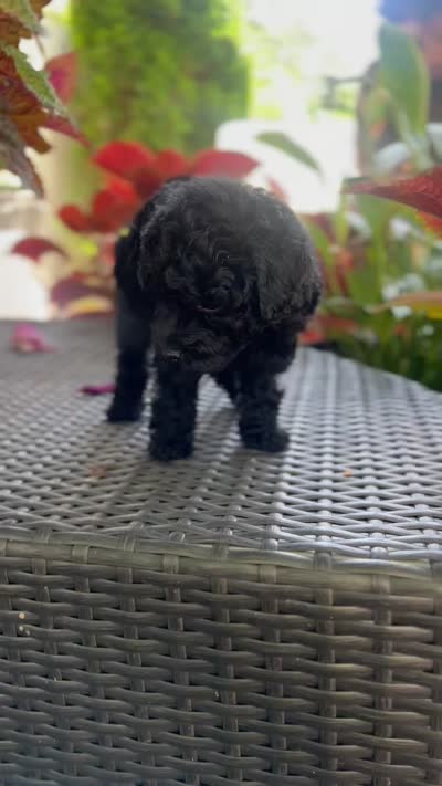 AKC Coal, a male Poodle - Toy  for sale in Bronx, NY – 8 of 10
