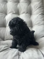 AKC Coal, a male Poodle - Toy  for sale in Bronx, NY – 4 of 10