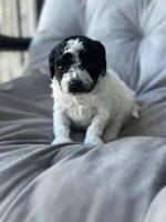 AKC Storm, a female Poodle - Toy  for sale in Bronx, NY – Photo 3 of 8
