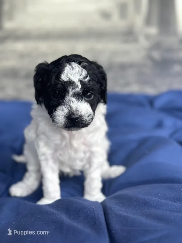 AKC Storm – Poodle - Toy  puppy for sale in Bronx, NY