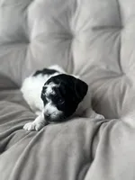 AKC Storm, a female Poodle - Toy  for sale in Bronx, NY – Photo 5 of 8