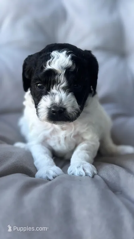 AKC Storm – Poodle - Toy  puppy for sale in Bronx, NY