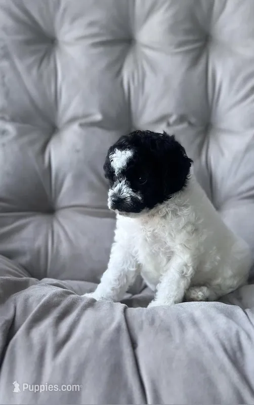 AKC Storm – Poodle - Toy  puppy for sale in Bronx, NY