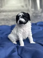 AKC Storm, a female Poodle - Toy  for sale in Bronx, NY – Photo 2 of 7